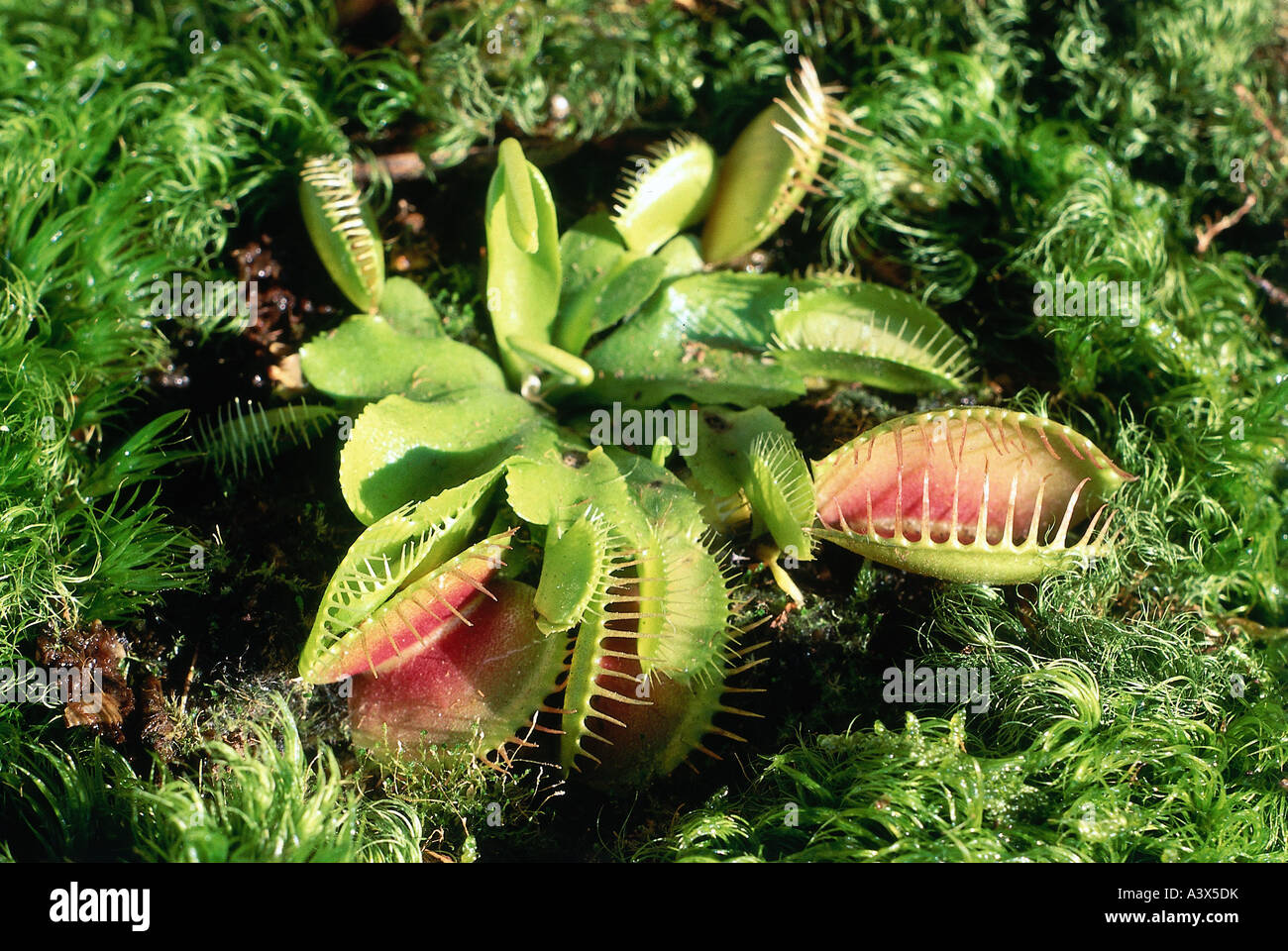 La botanica, Venus Flytrap, (Dionea muscipula), topview, pianta carnivora, Droseraceae, Dilleniidae, carnivori, trappola Foto Stock