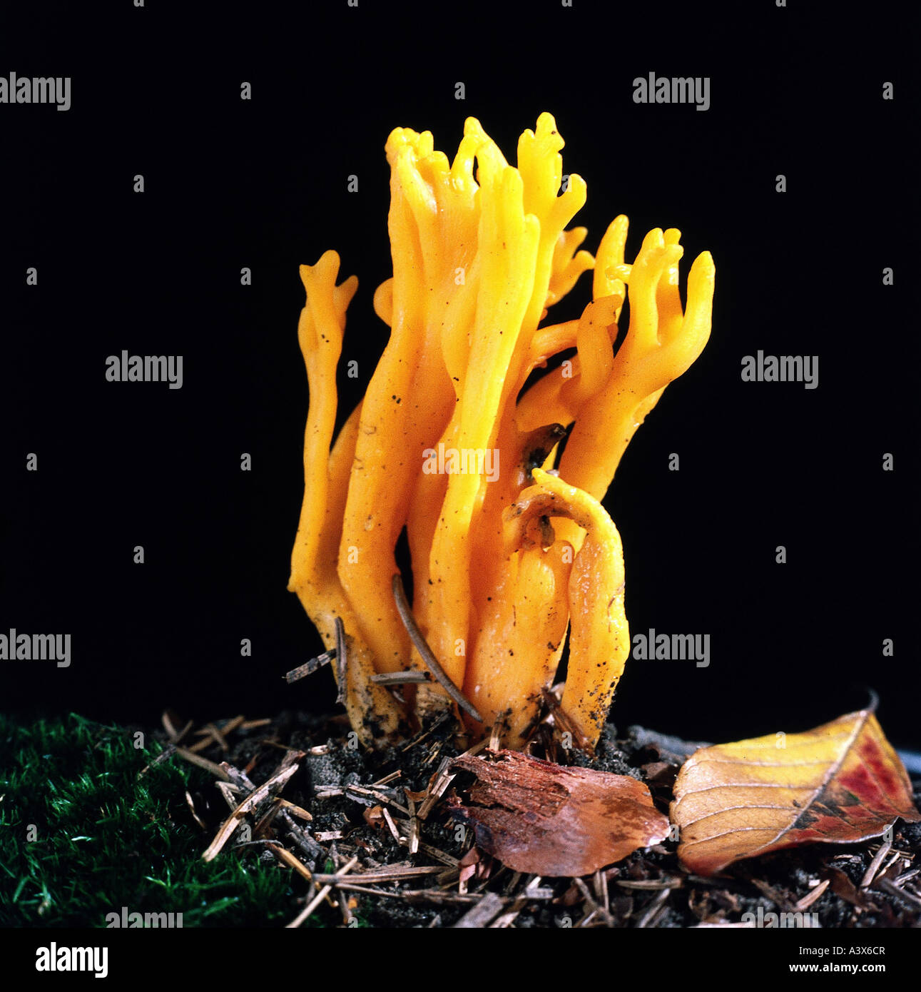 La botanica, funghi, giallo Staghorn, (Calocera viscosa), close-up, causato mangiabile, causato commestibile, fungo giallo, i funghi commestibili, Foto Stock