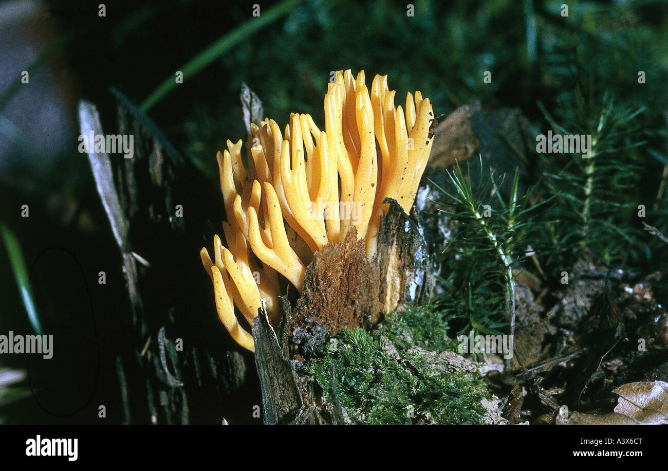 La botanica, funghi, giallo Staghorn, (Calocera viscosa), al legno di latifoglie, causato commestibile, sospettare mangiabile, fungo, giallo mushroo Foto Stock