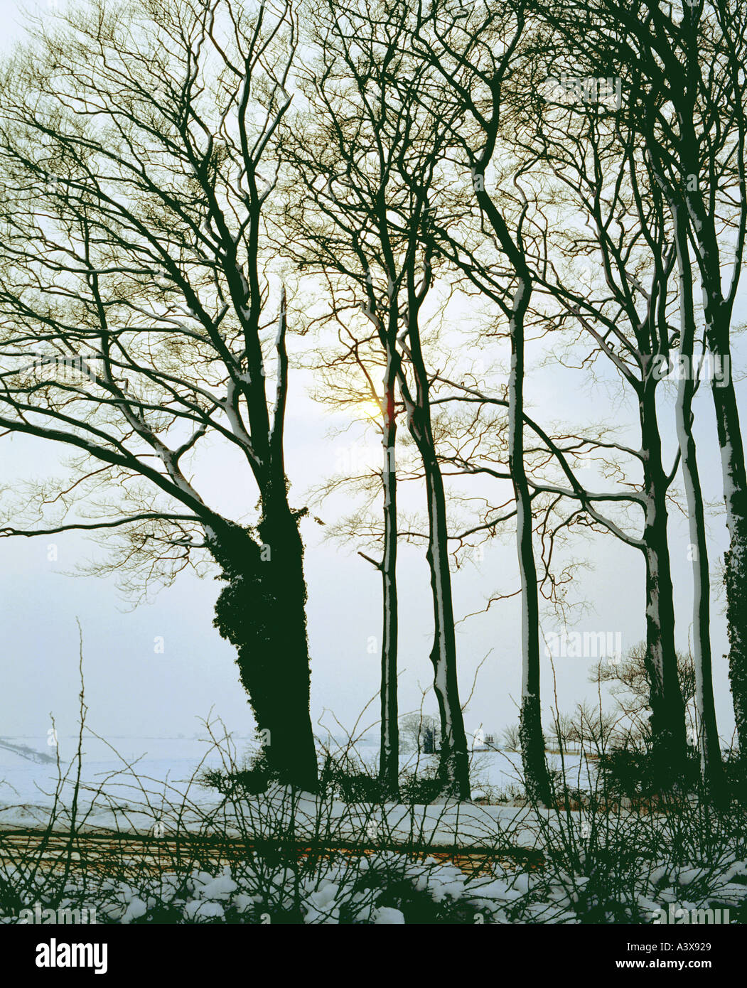 Un grumo battente di matura faggi con ghiaccio sui tronchi in inverno Lincolnshire Wolds REGNO UNITO Foto Stock