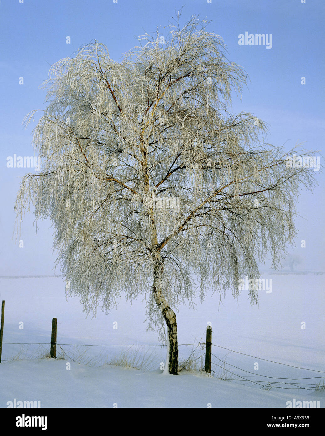 Foto verticale di una solitaria argento betulla nel Lincolnshire Wolds UK con manto invernale di rime frost Foto Stock