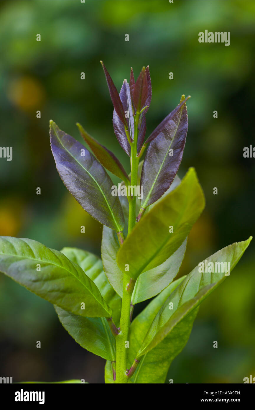 Citrus limon limone Lisbona nuove foglie Foto Stock