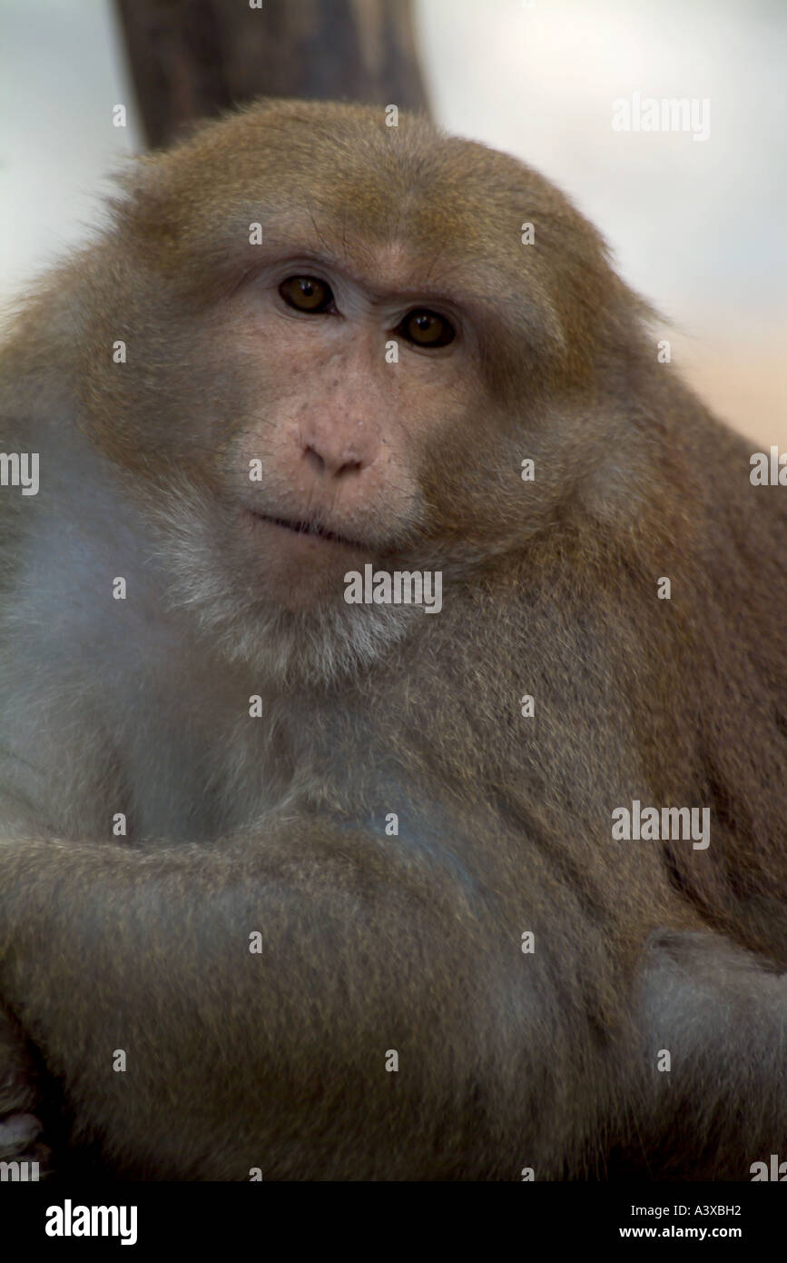 Assamese macaque, Assam macaco Himalayan macaco scimmia hill Macaca assamensis Foto Stock