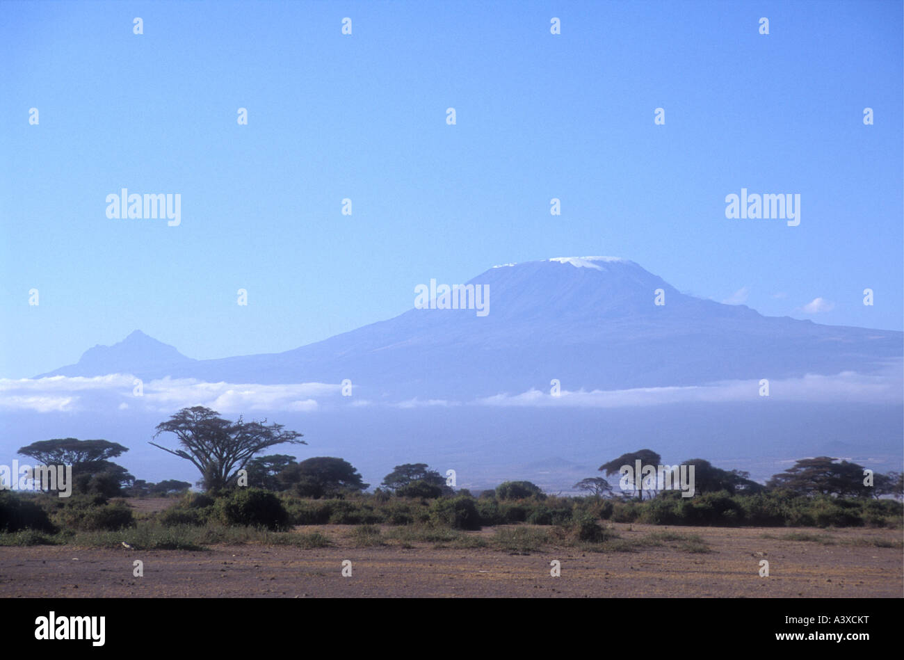 Le cime del Kilimanjaro e Mawenzi visto da di Amboseli National Park in Kenya Africa Orientale gli alberi di acacia in primo piano Foto Stock