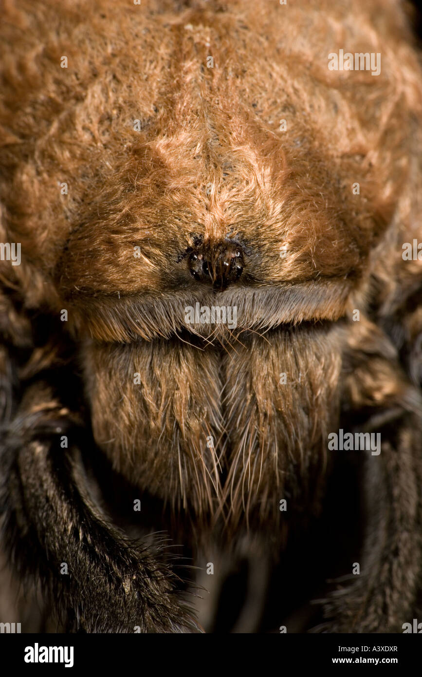 Deserto Tarantola Aphonopelma spp Extreme close up Deserto Sonoran Arizona USA Foto Stock