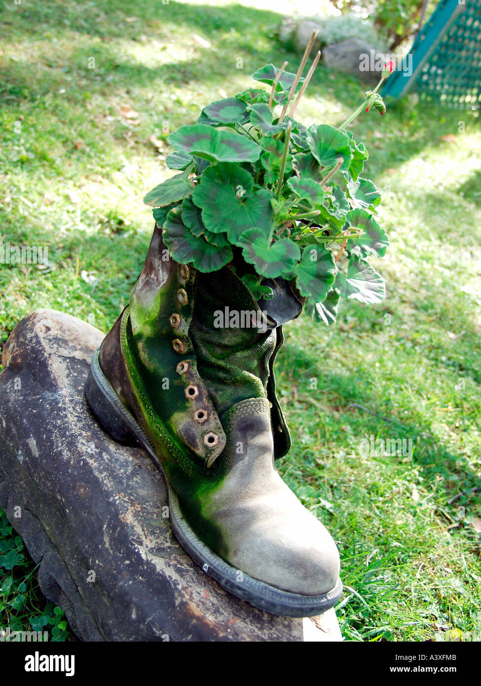 Cranesbills in una vecchia scarpa Foto Stock