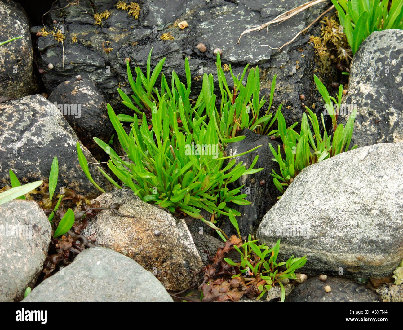 Pietre e piante verdi Foto Stock