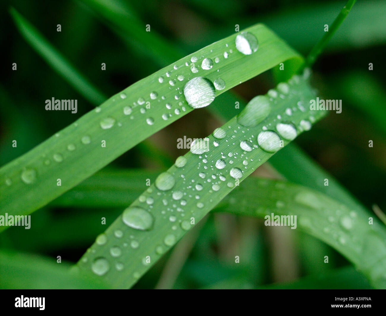 Goccia di rugiada sulle foglie verdi Foto Stock