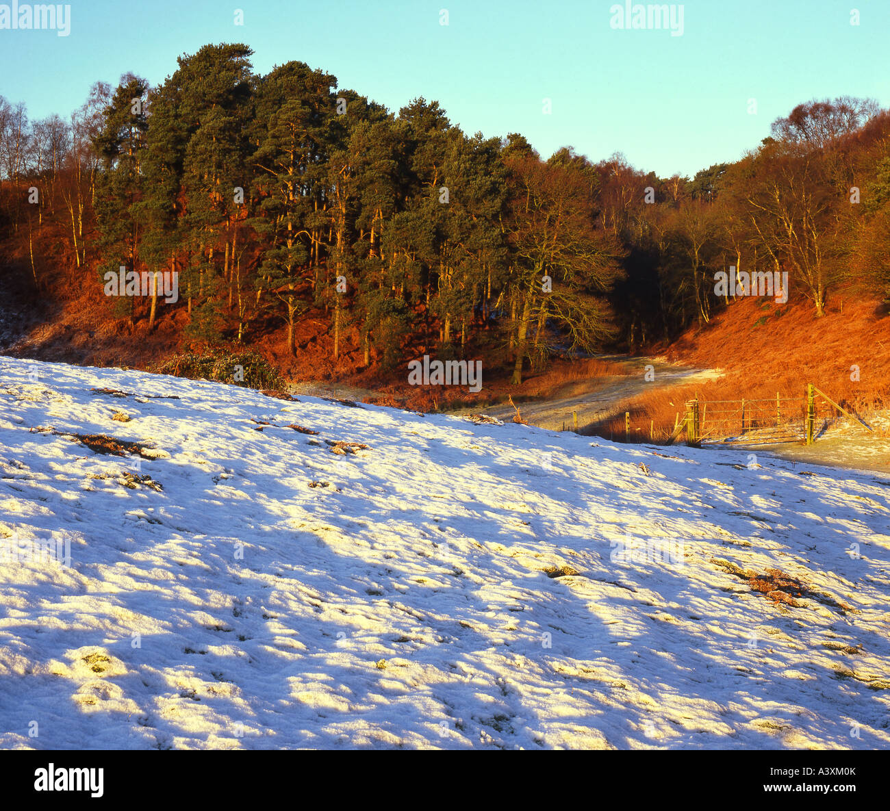 Gli inverni di giorno in banca galanteria, vicino Broxton, Cheshire, Inghilterra, Regno Unito Foto Stock