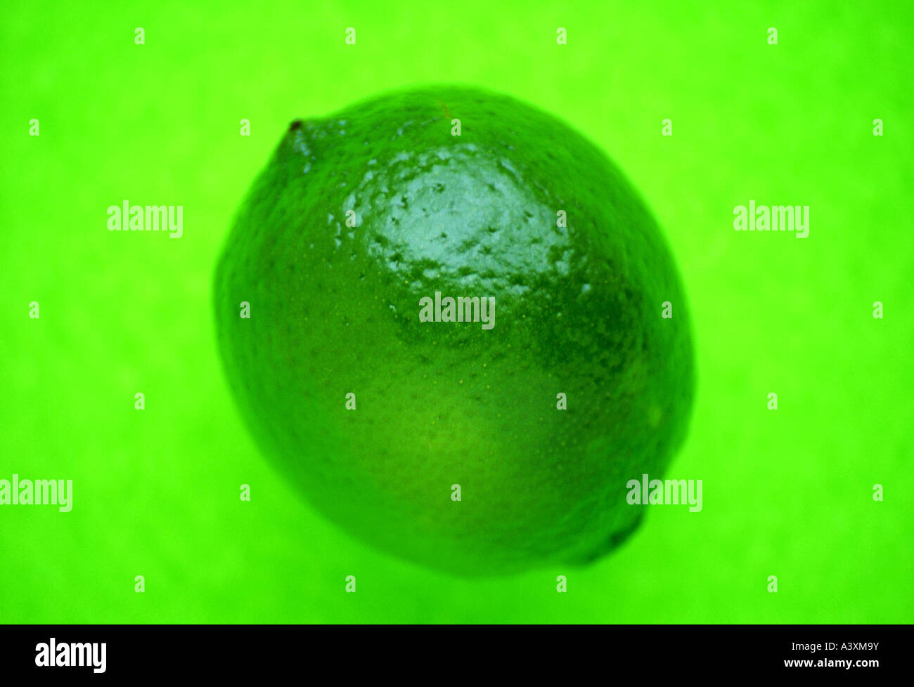 Un tiglio o nome botanico di Citrus Aurantiifolia Foto Stock