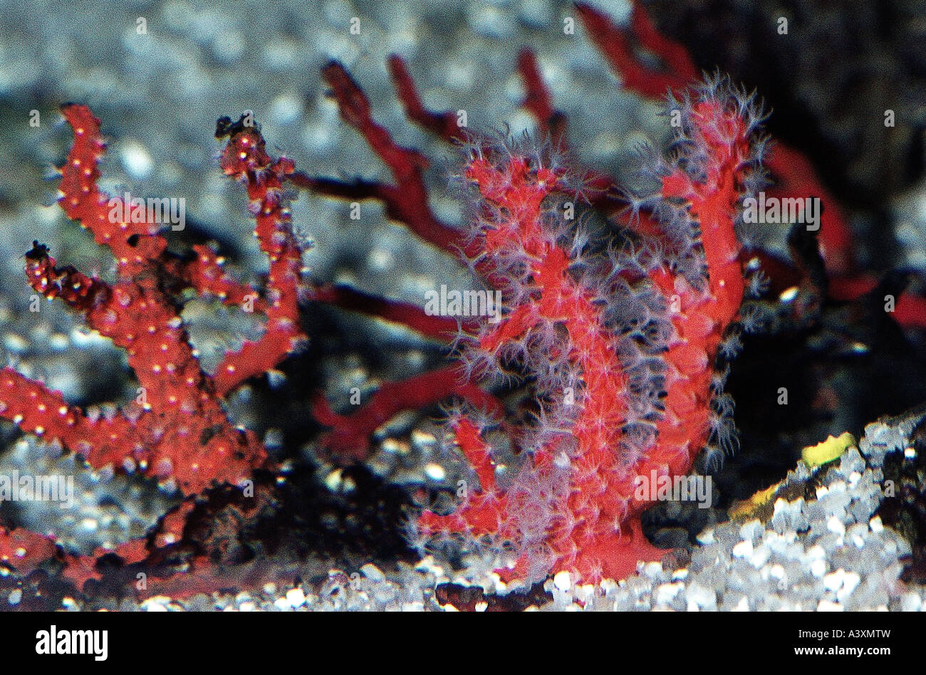 Zoologia / animali, cnidaria, Mediterraneo corallo rosso, (Corallium rubrum), con polipi bianchi, underwatershot, distribuzione: Medit Foto Stock