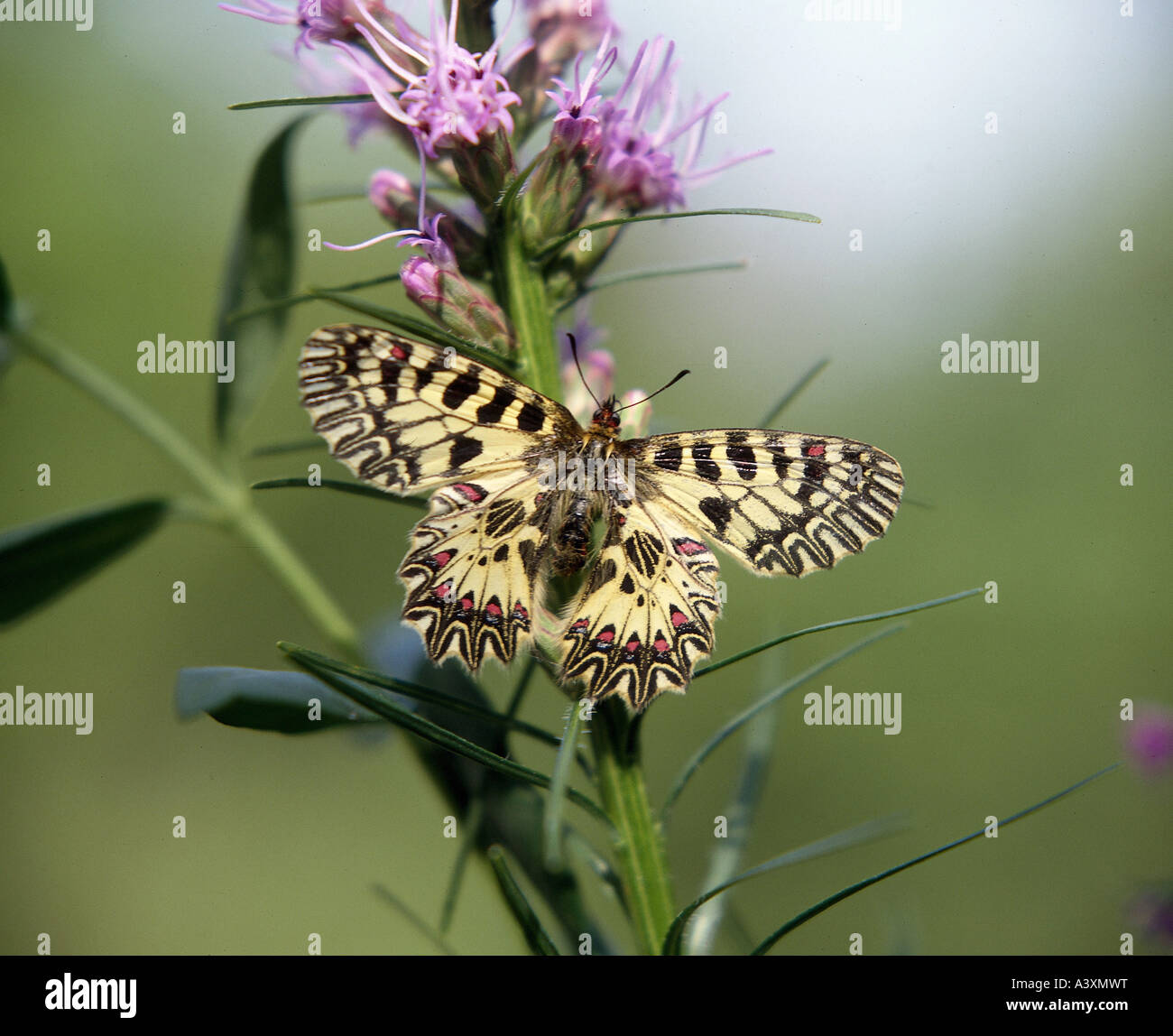 Zoologia / animali, insetti, farfalle, Zerynthia, (Zerynthia rumina), a fiore, distribuzione: Spagna, Portogallo, franco meridionale Foto Stock