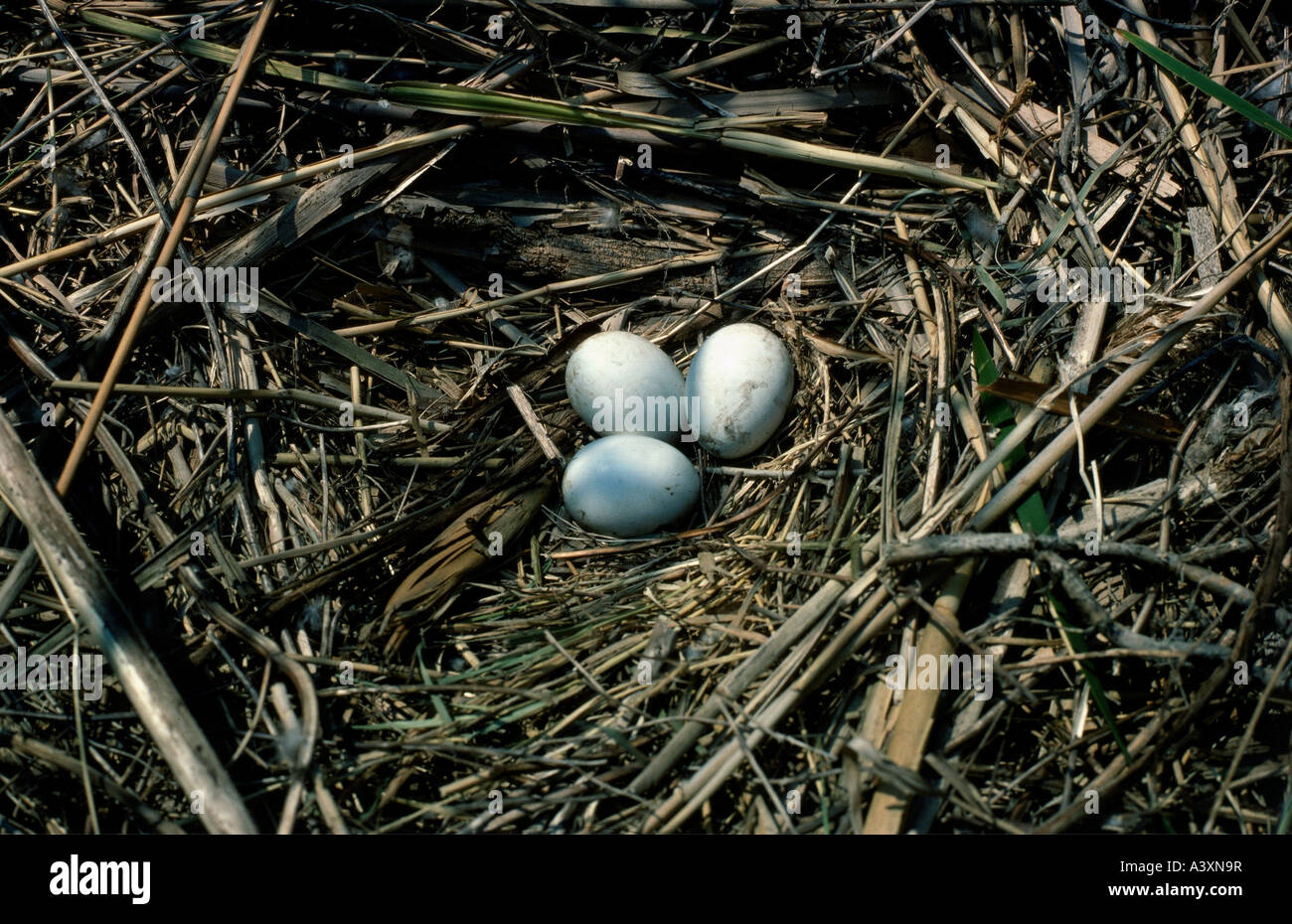 Zoologia / animali, uccelli / uccelli, falco di palude (Circus aeruginosus), tre uova nel nido di uccelli, Ungheria, distribuzione: Nord Foto Stock
