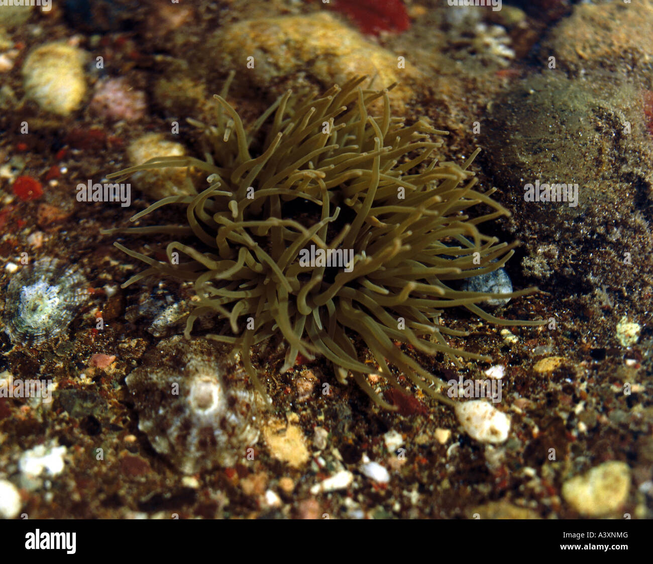 Zoologia / animali, cnidaria, Mediterraneo snakelocks anemone, (Anemonia sulcata), in acque poco profonde, tentacoli, distribuzione: a Foto Stock