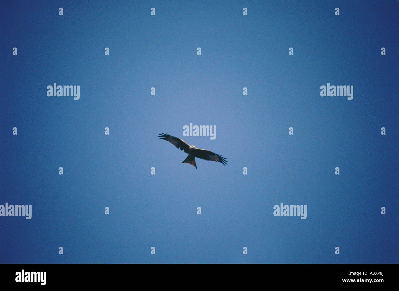 Zoologia / animali, uccelli / uccelli, nibbio reale (Milvus milvus), volare, cielo blu, distribuzione: Europa, Nord Africa, animale, bi Foto Stock