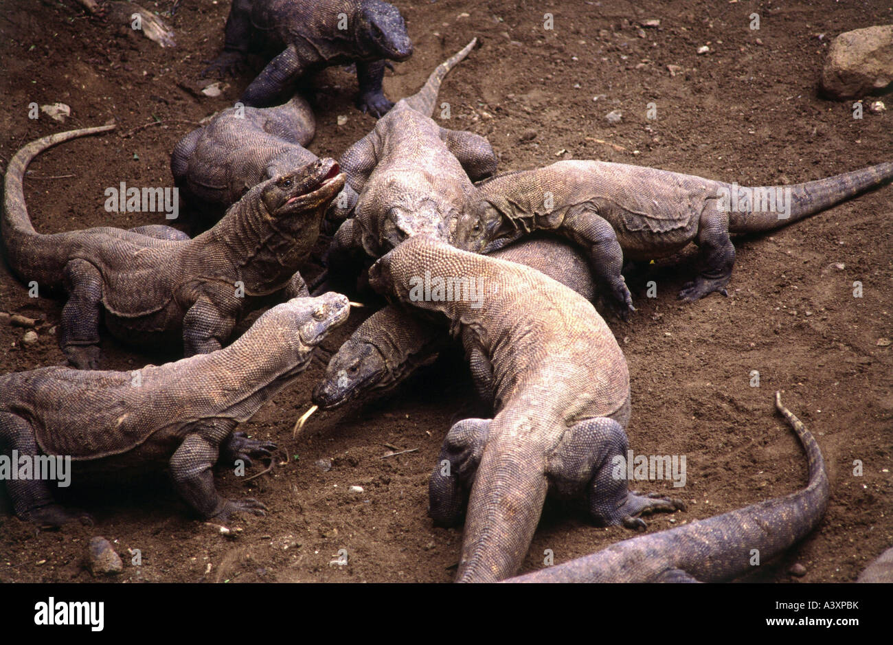 Zoologia / Animali, rettili, varani, drago di Komodo (Varanus komodoensis), gruppo di draghi, distribuzione: Piccolo Sunda Foto Stock