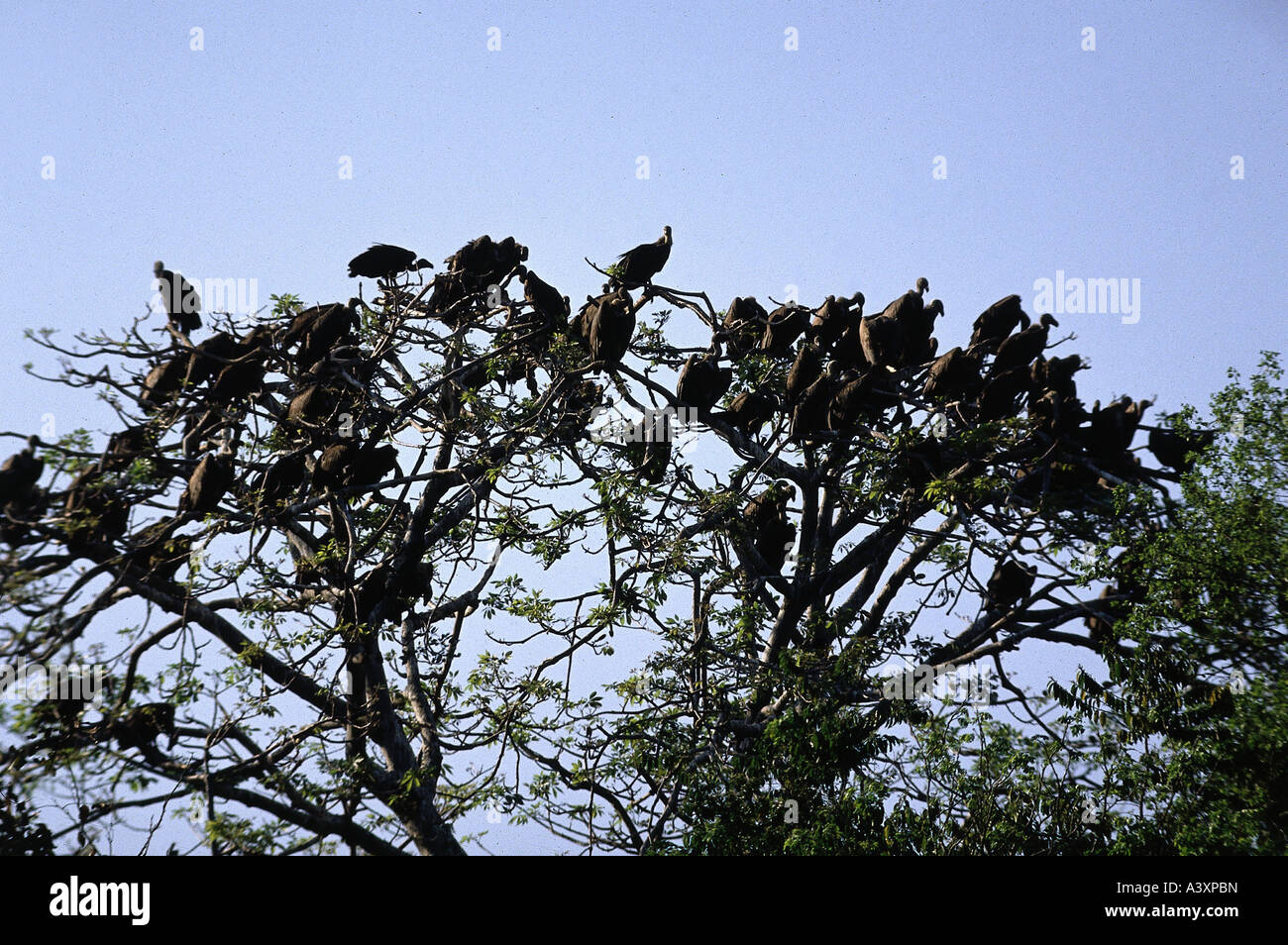Zoologia / animali, uccelli / uccelli, avvoltoio grifone (Gyps fulvus), il gruppo nella struttura ad albero, distribuzione: Europa meridionale, Africa settentrionale, Foto Stock