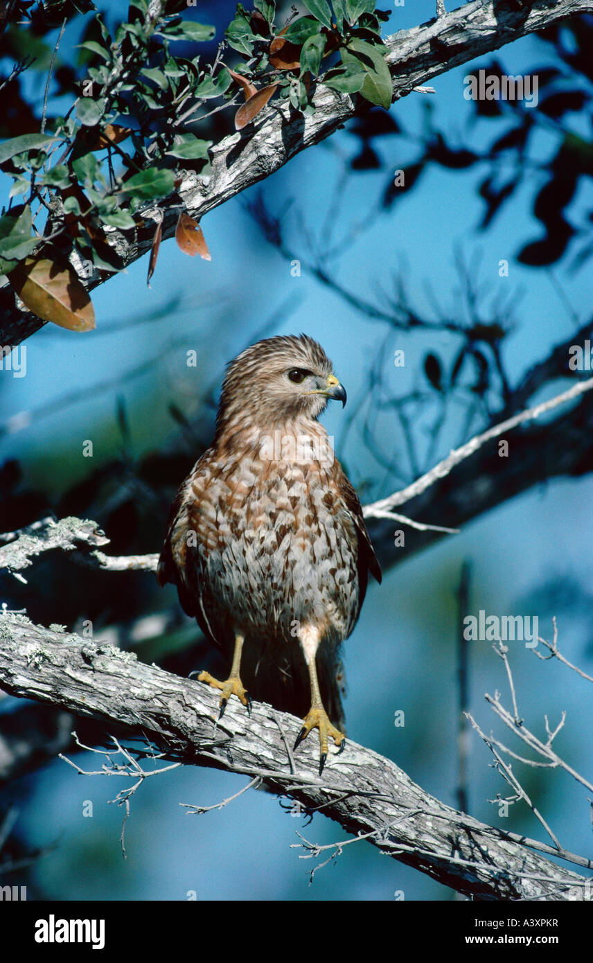 Zoologia / animali, uccelli / uccelli, rosso-spallamento Hawk, (Buteo lineatus), seduto sul ramo, Florida, Stati Uniti d'America, distribuzione: Nord- un Foto Stock