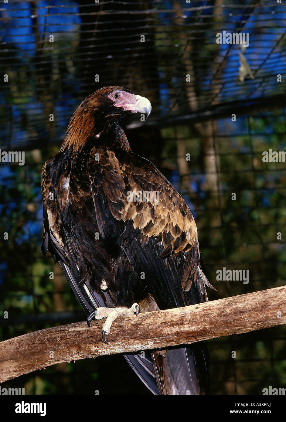 Zoologia / animali, uccelli / uccelli, Cuneo-tailed Eagle, (l'Aquila audax), seduta sul tronco di albero, distribuzione: Australia, animale, bi Foto Stock