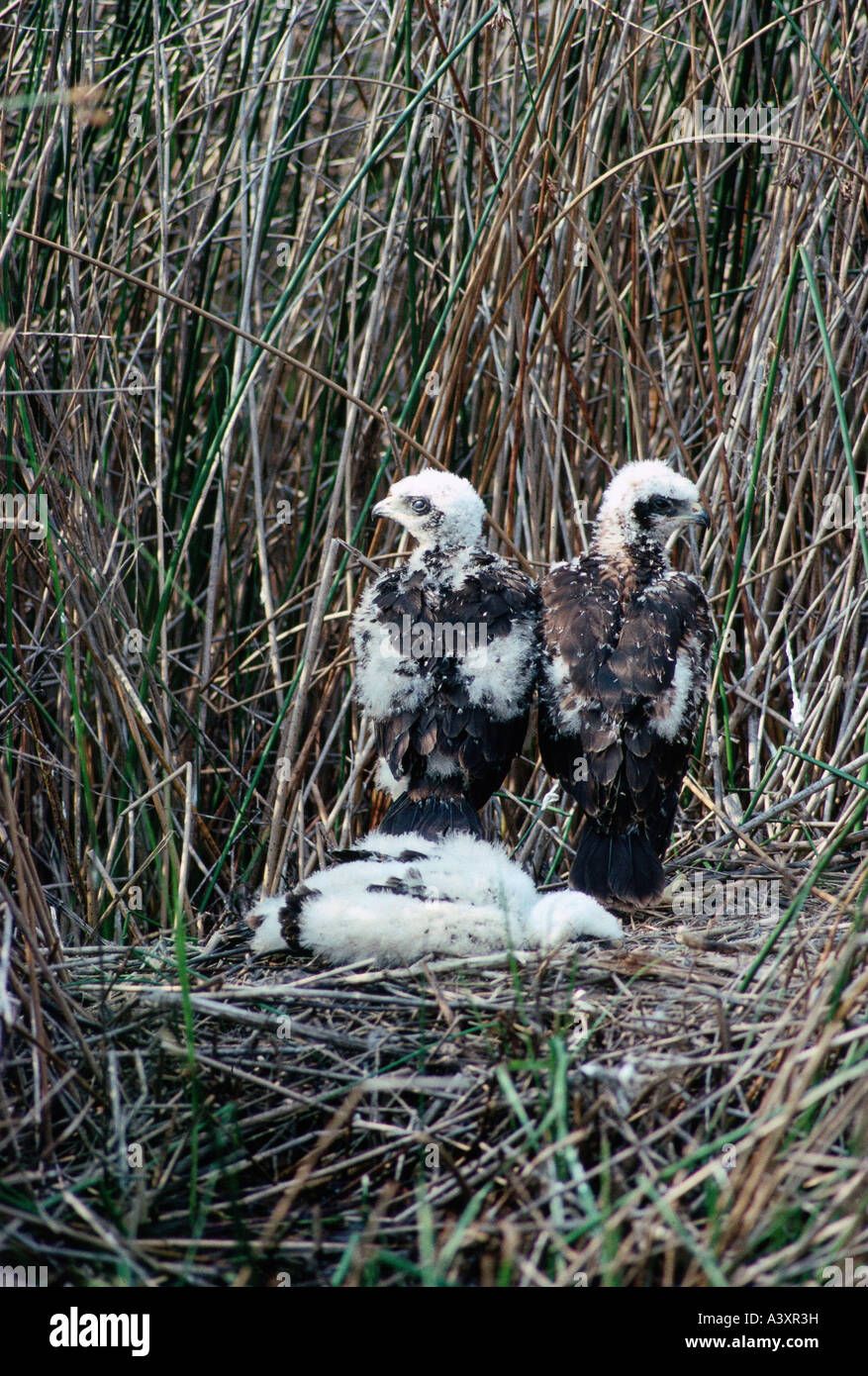 Zoologia / animali, uccelli / uccelli, falco di palude (Circus aeruginosus), due cuscini in nido di uccelli, distribuzione: Nortern Africa, UE Foto Stock
