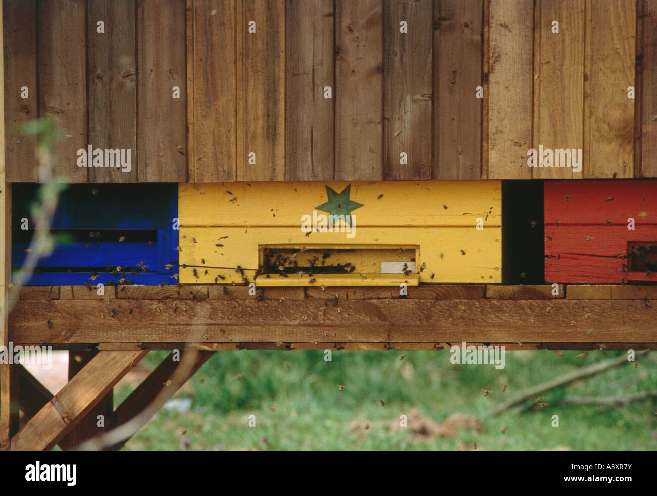 Zoologia / animali, insetti, api, casa delle api, miele api nella parte anteriore della casa delle api, distribuzione: Africa, in Europa e in tutto il mondo muta Foto Stock