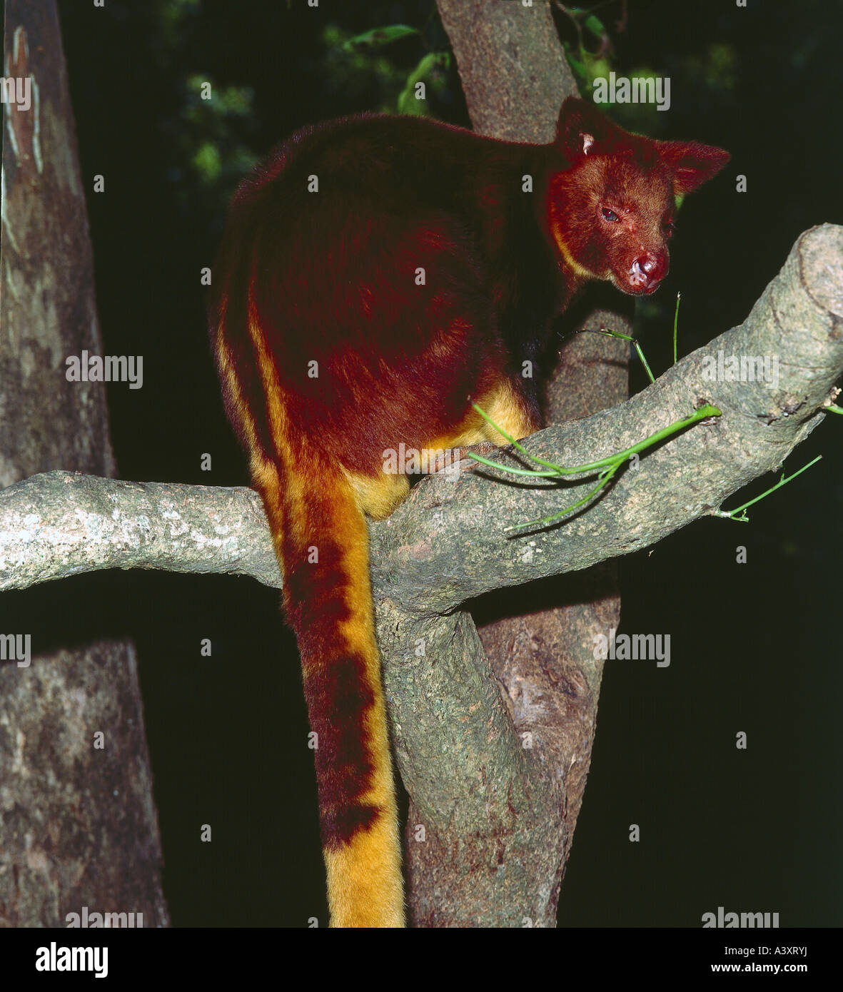 Zoologia / animali, mammifero / di mammifero, canguri, Matschie's Tree-kangaroo, (Dendrolagus matschiei), seduto sul ramo, distribu Foto Stock