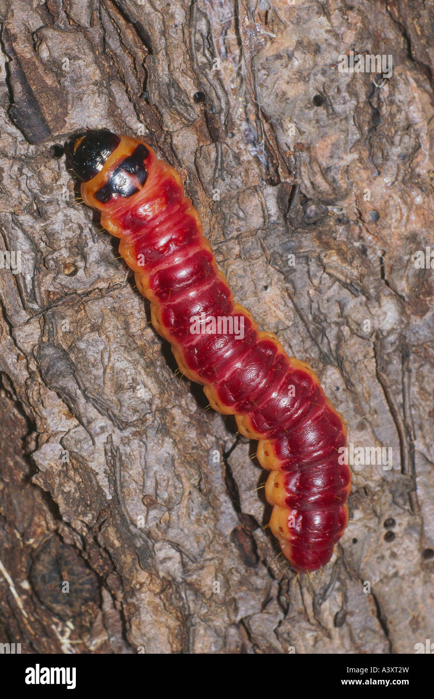 Zoologia / animali, insetti, farfalle, capra Tarma (Cossus cossus), sviluppo, Caterpillar, stadio precoce, distribuzione: Europa, Foto Stock