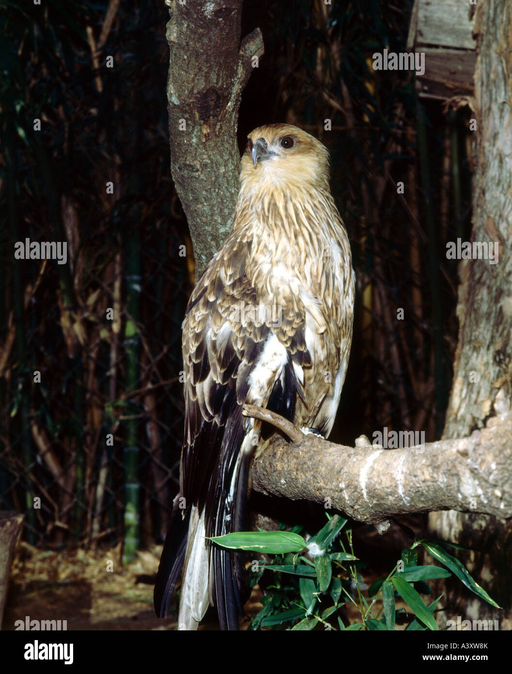 Zoologia / animali, uccelli / uccelli, fischio Kite, (Haliastur sphenurus), seduta sul ramo di un albero distribuzione: Australia, animale Foto Stock