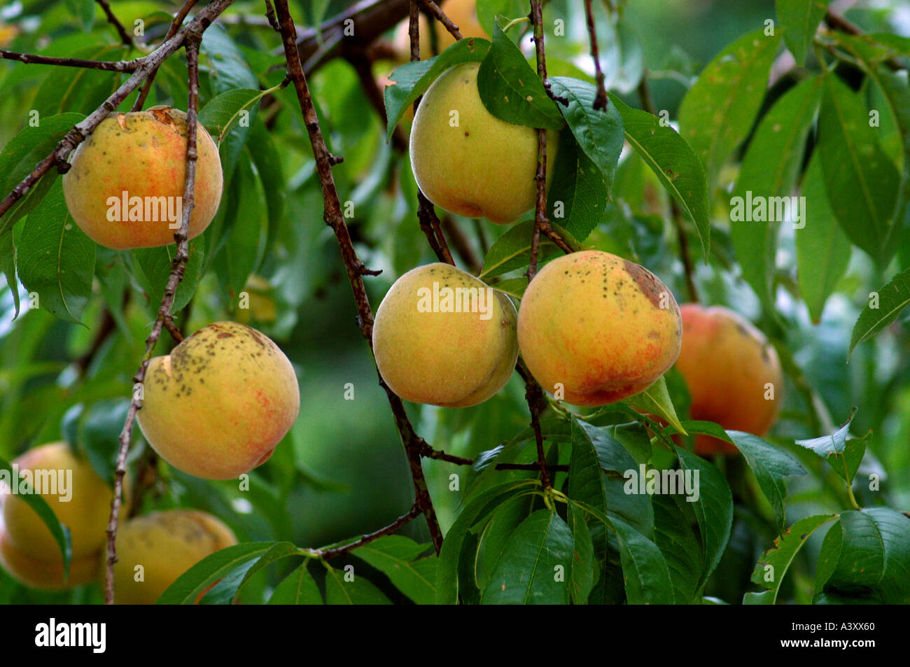 Wild mature le pesche in crescita in Francia Foto Stock