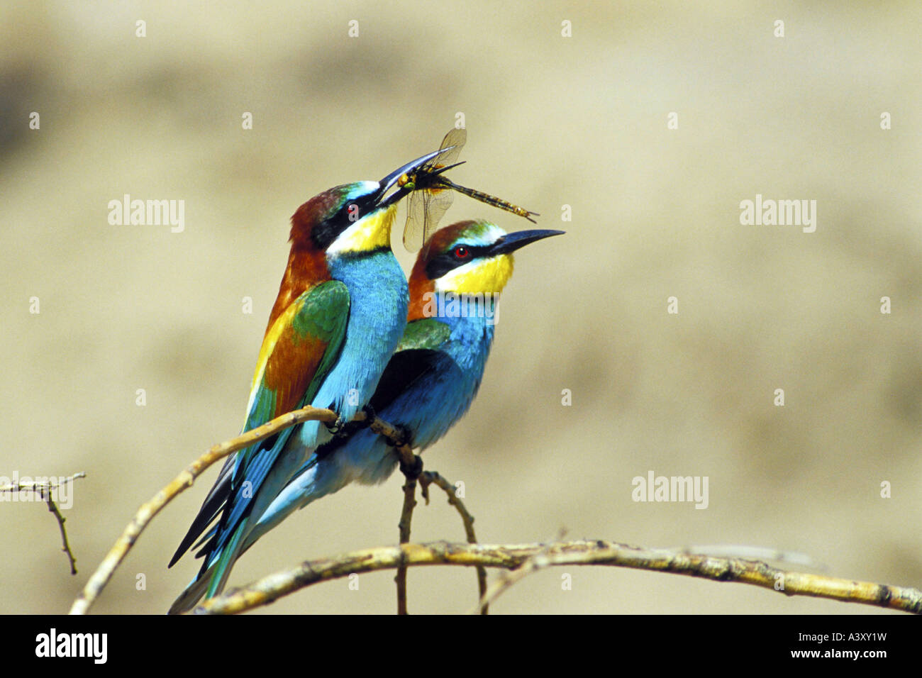 Unione bee eater (Merops apiaster), due individui seduti sul ramoscello, uno con libellula catturata nella sua bill, Germania Foto Stock