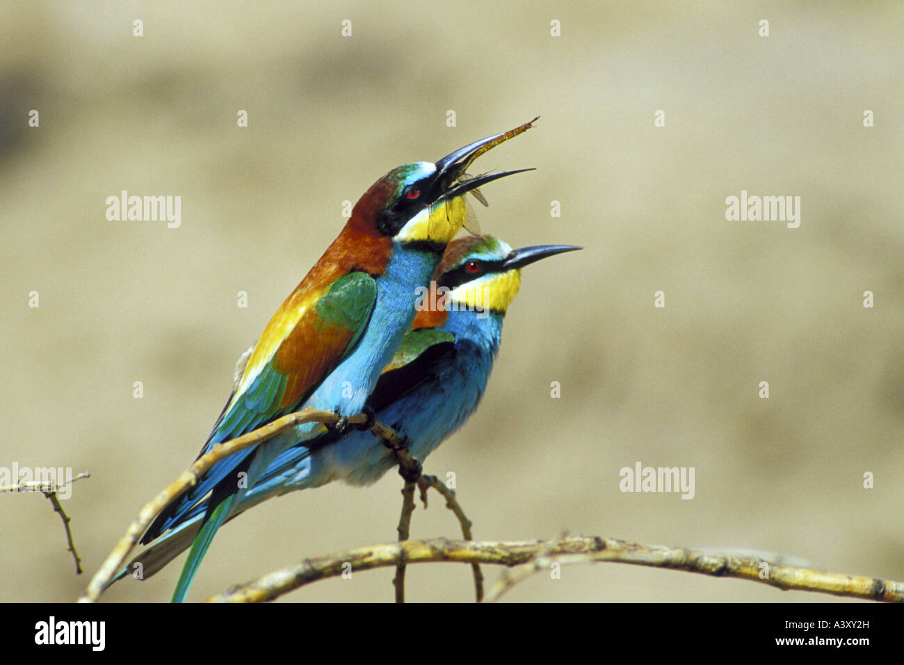 Unione bee eater (Merops apiaster), due individui seduti sul ramoscello, una alimentazione di una libellula, Germania Foto Stock