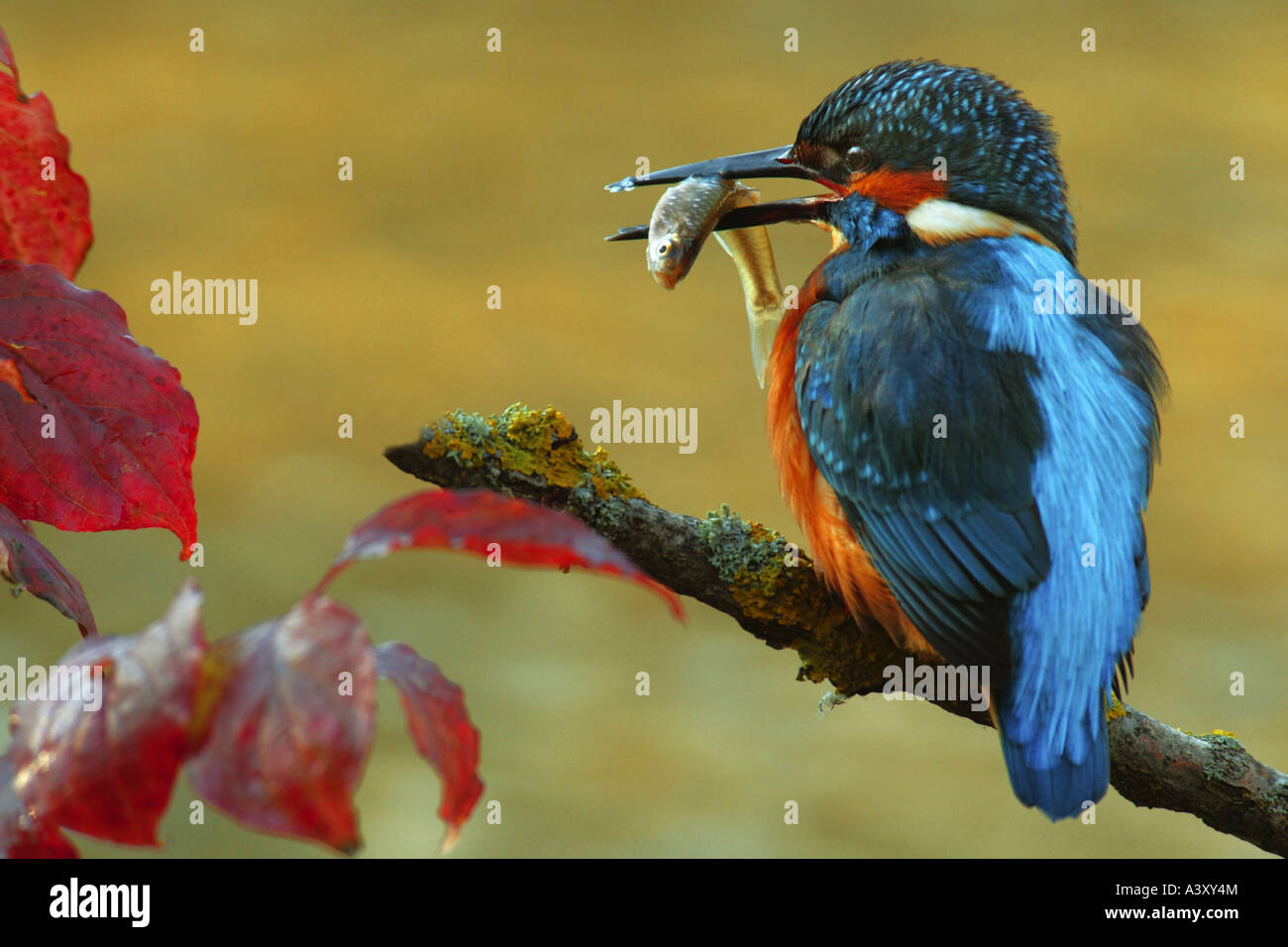 Fiume kingfisher (Alcedo atthis), in cerca di preda, Germania Foto Stock