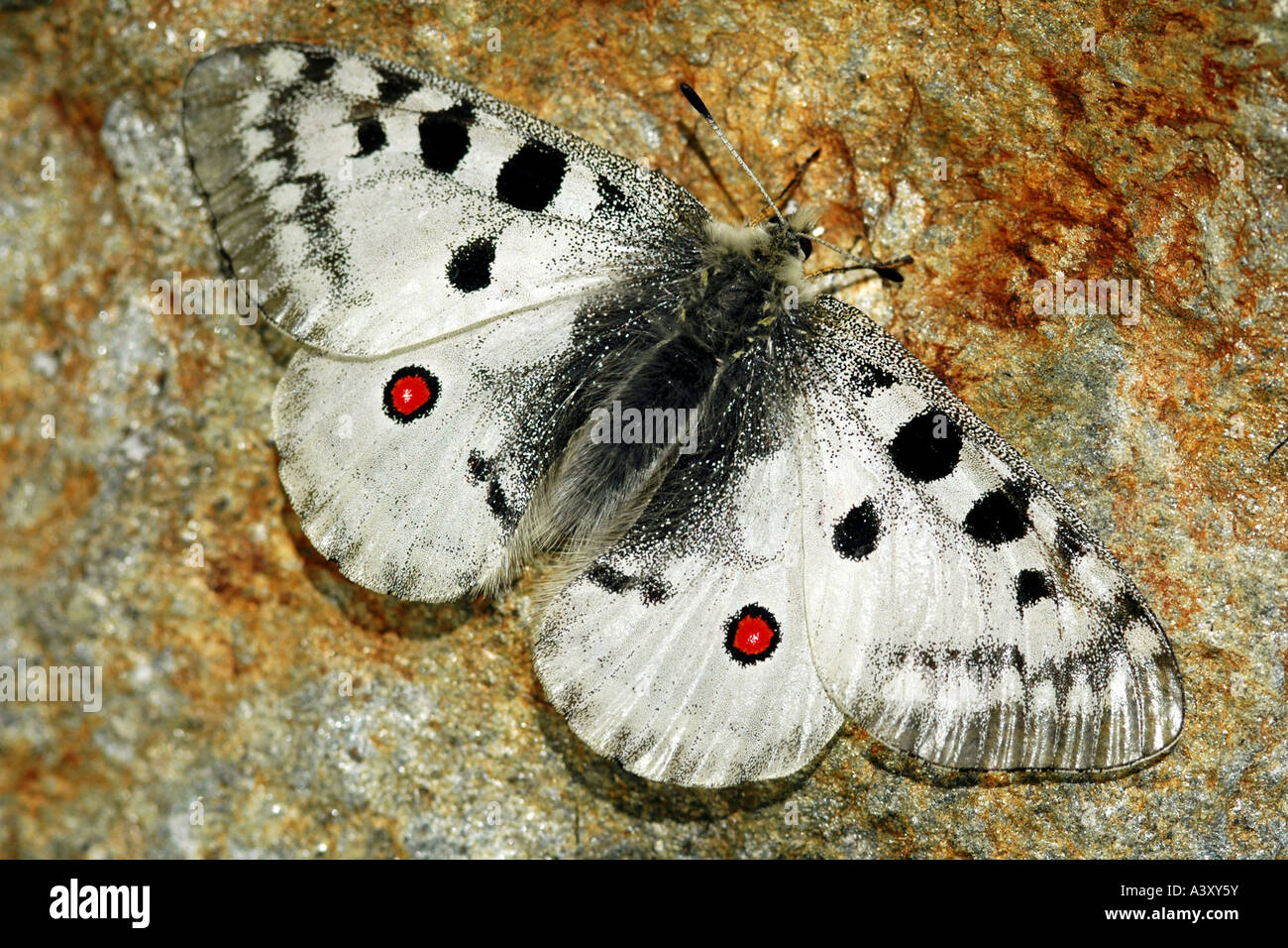 Apollo (Parnassius apollo), seduta, Svizzera Foto Stock
