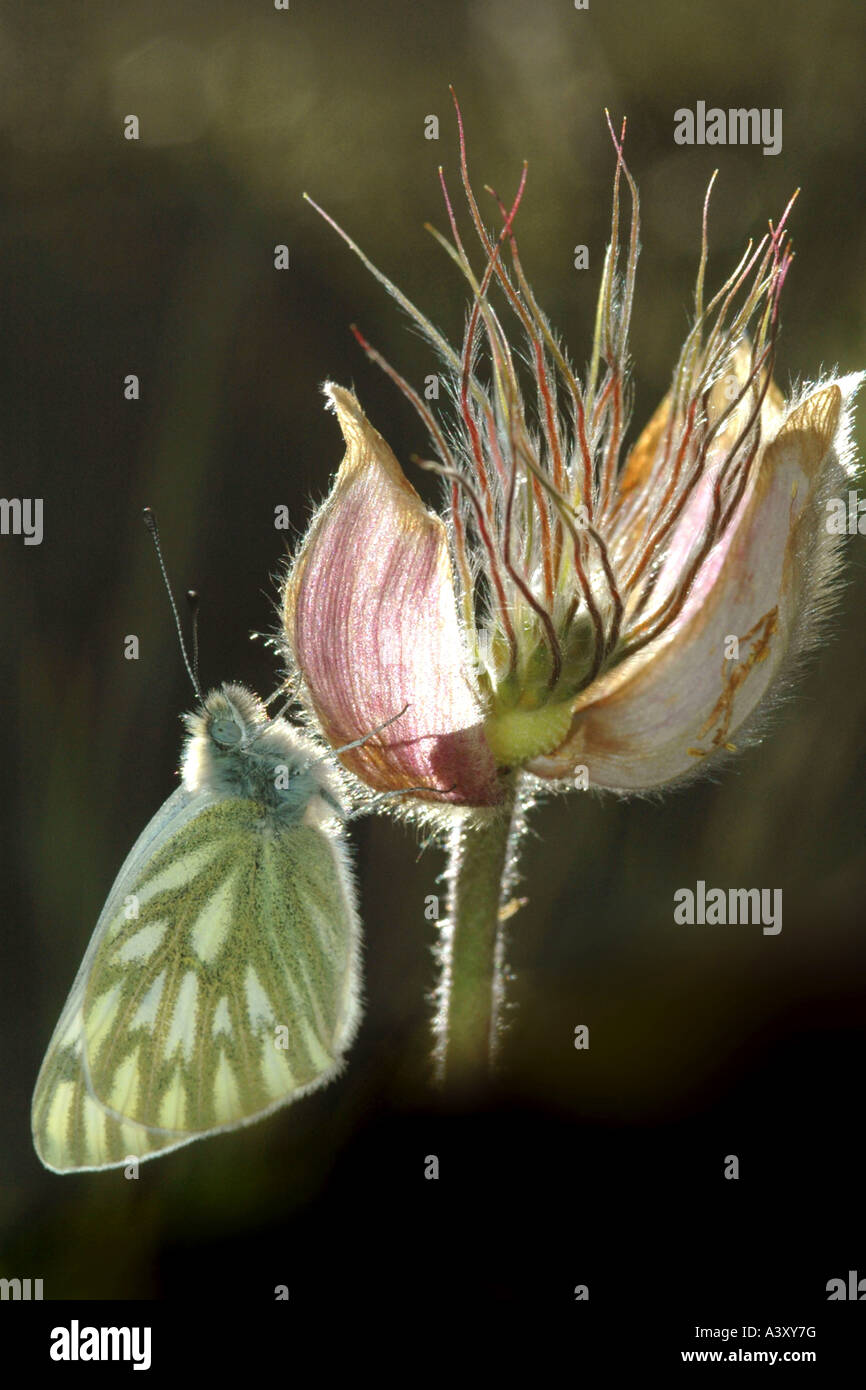 Livello di picco del bianco (Pontia callidice), seduta, Svizzera Foto Stock
