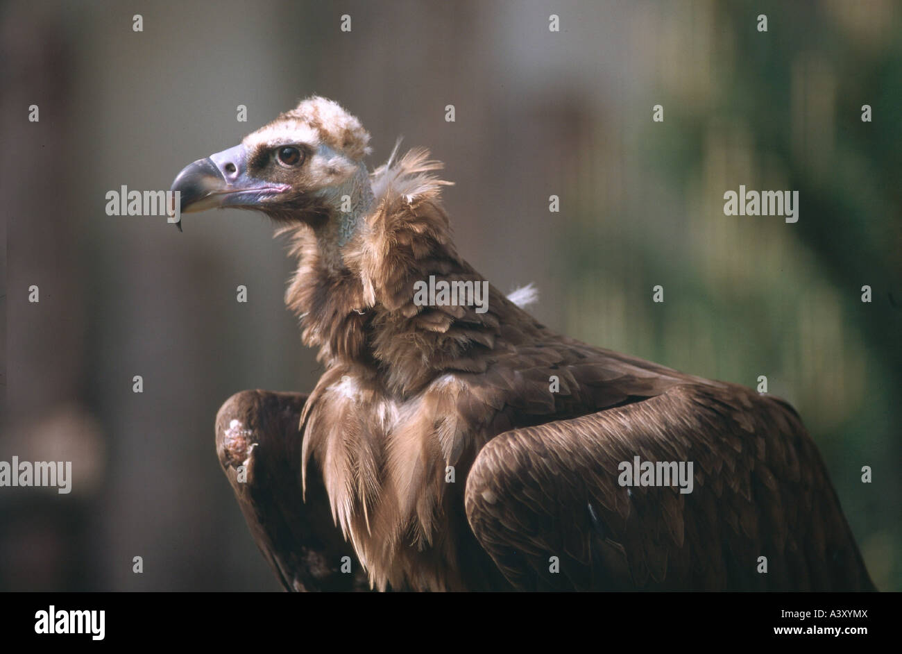 Zoologia / animali, uccelli / uccelli, Eurasian avvoltoio nero (Aegypius monachus), una parziale ripresa, distribuzione: Spagna, Balcans, Middl Foto Stock
