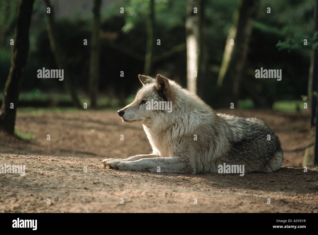 Zoologia / animali, mammifero / di mammifero, wolfs, Mackenzie, Lupo (Canis lupus mackenzii), sdraiato, distribuzione: Europa, Animali Cani Foto Stock