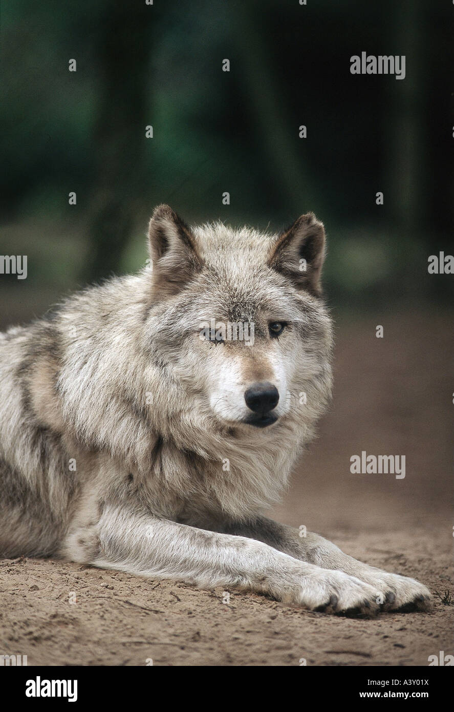 Zoologia / animali, mammifero / di mammifero, wolfs, Mackenzie, Lupo (Canis lupus mackenzii), sdraiato, distribuzione: Europa, Animali Cani Foto Stock