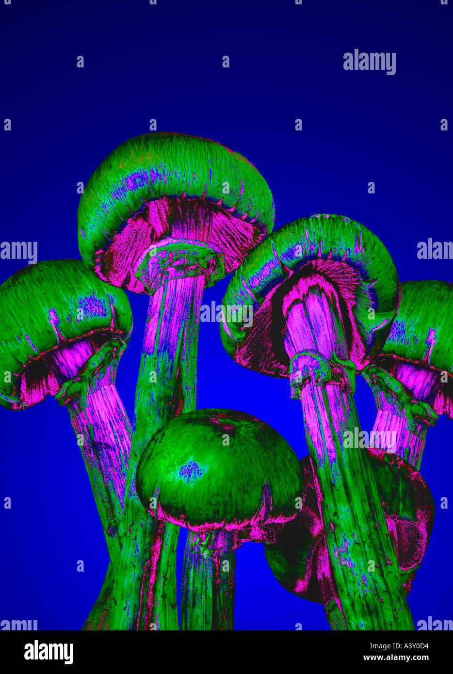 Allucinogeni funghi magici Foto Stock