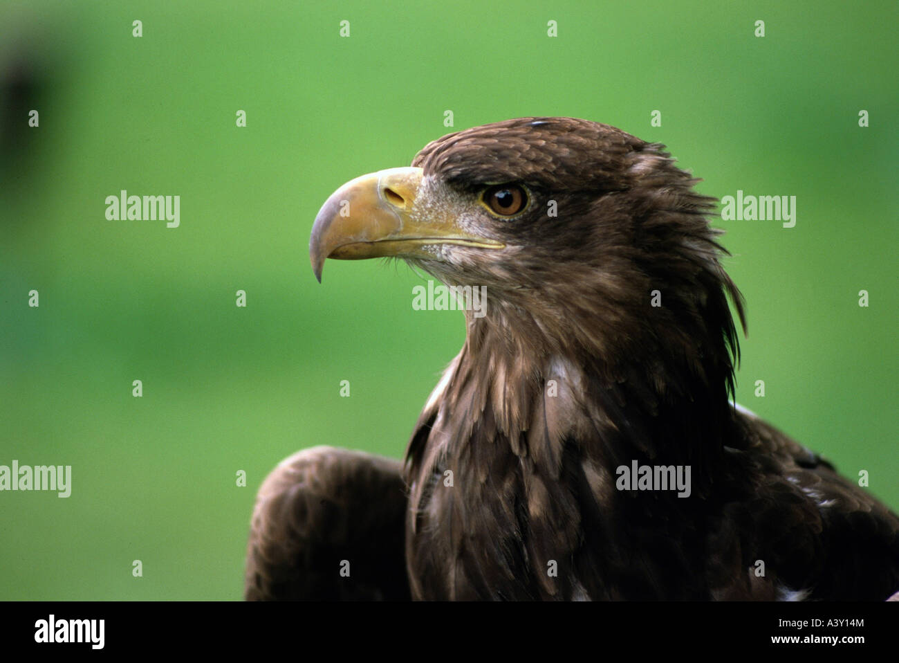 Zoologia / animali, uccelli / uccelli, bianco-tailed Eagle, (Haliaeetus albicilla), dettaglio: testa di profilo, distribuzione: Europa, ASI Foto Stock