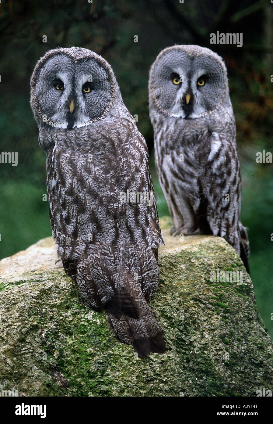 Zoologia / animali, uccelli / bird, grande grigio Allocco (Strix nebulosa), due civette seduto sulla pietra, distribuzione: Taiga di Unio sovietica Foto Stock