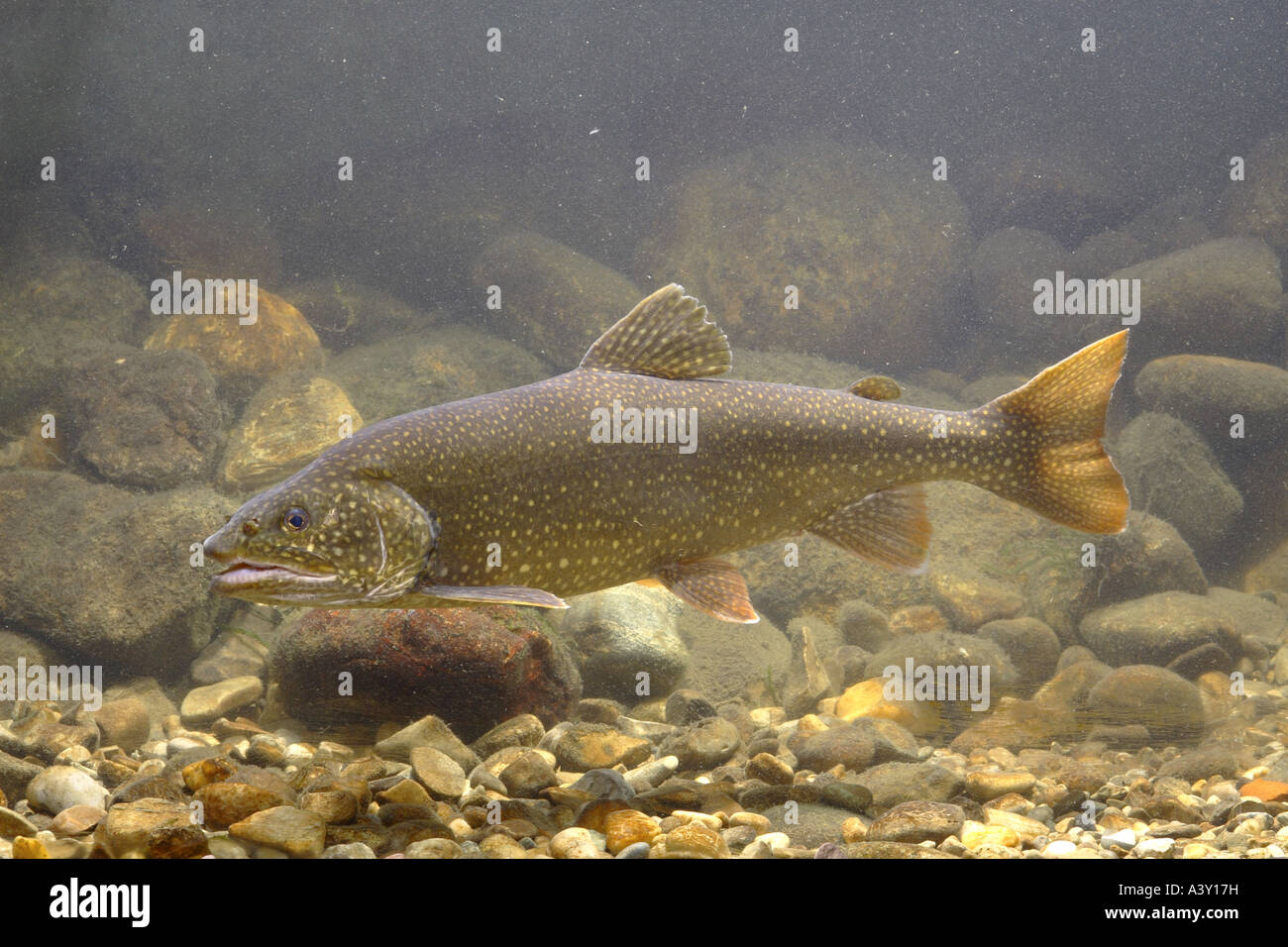 American trota di lago, grande trota di lago, trota di lago (Salvelinus namaycush), maschio pronto per la deposizione delle uova Foto Stock