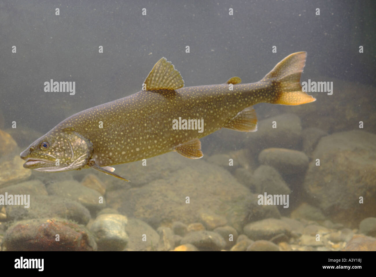 American trota di lago, grande trota di lago, trota di lago (Salvelinus namaycush) Foto Stock