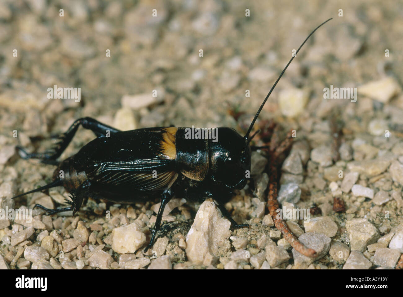 Zoologia / animali, insetti, cavallette, campo cricket, (Gryllus campestris), sul terreno di ghiaia, distribuzione: meridionali e centrali e Foto Stock