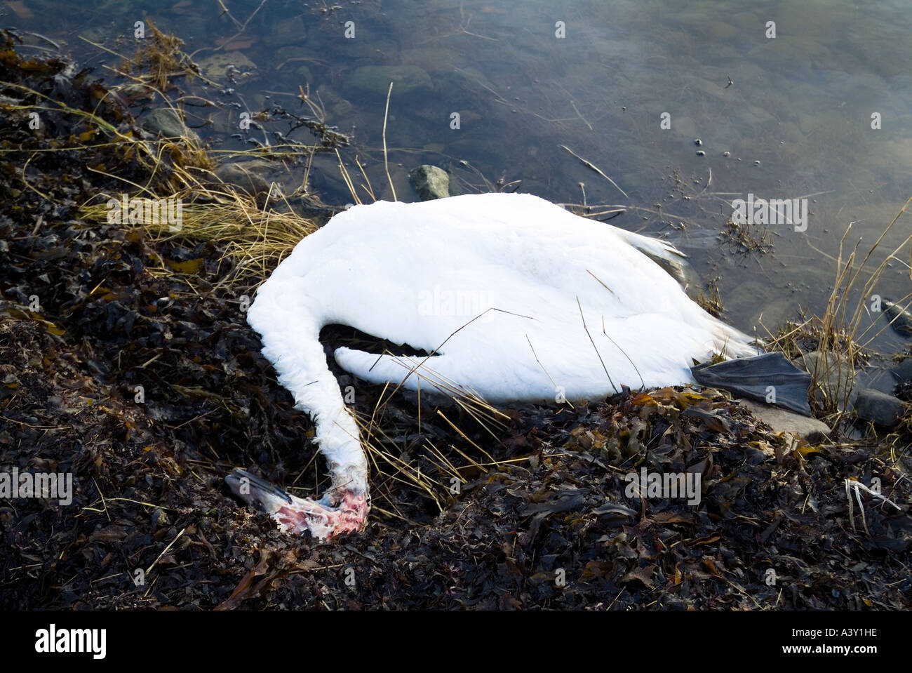 Dh Cigni cigni UK morti testa mutilata swan si è incagliata Loch di Harray Orkney Foto Stock