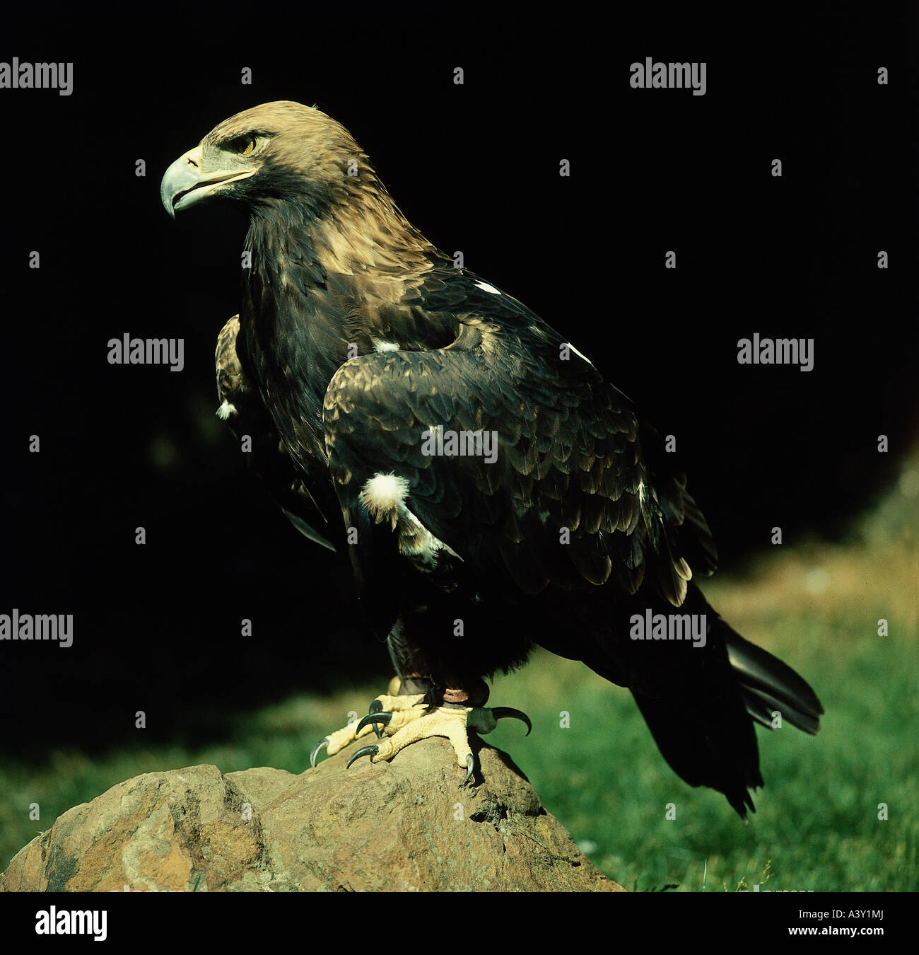 Zoologia / animali, uccelli / uccelli, bianco-tailed Eagle, (Haliaeetus albicilla), permanente sulla pietra, distribuzione: Europa, Asia, né Foto Stock