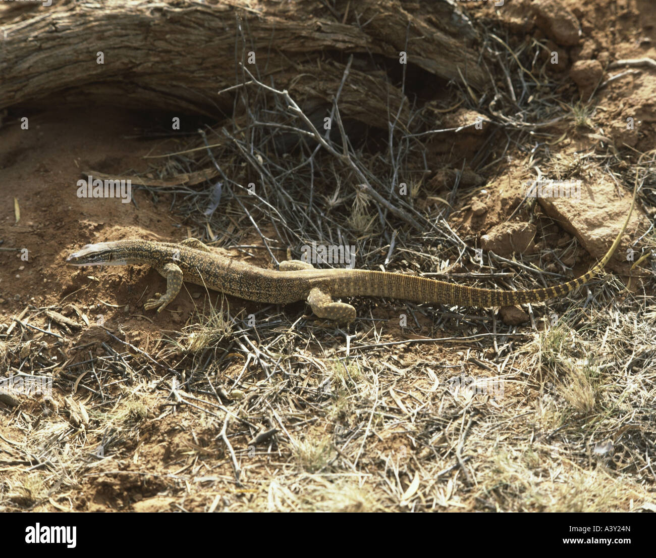 Zoologia / Animali, rettili, varani, sabbia, goanna (Varanus gouldii), distribuzione: Australia, Australian lizard, crawle Foto Stock