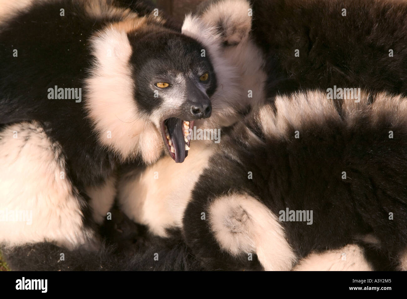 In bianco e nero dei lemuri Ruffed huddling insieme per il calore Foto Stock