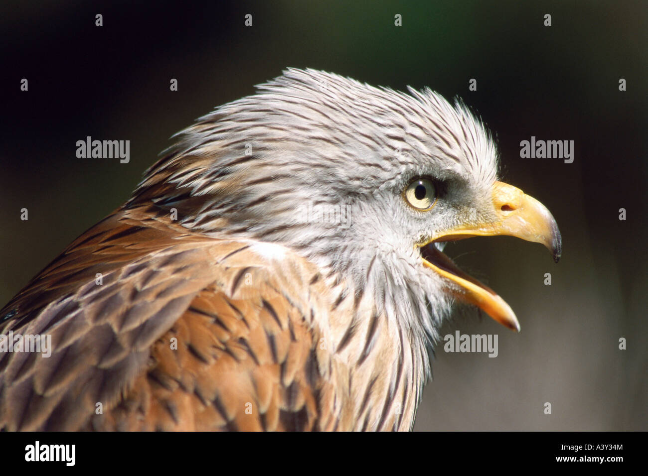 Zoologia / animali, uccelli / uccelli, nibbio reale (Milvus milvus), dettaglio: testa, close-up, distribuzione: Europa, Nord Africa, anim Foto Stock