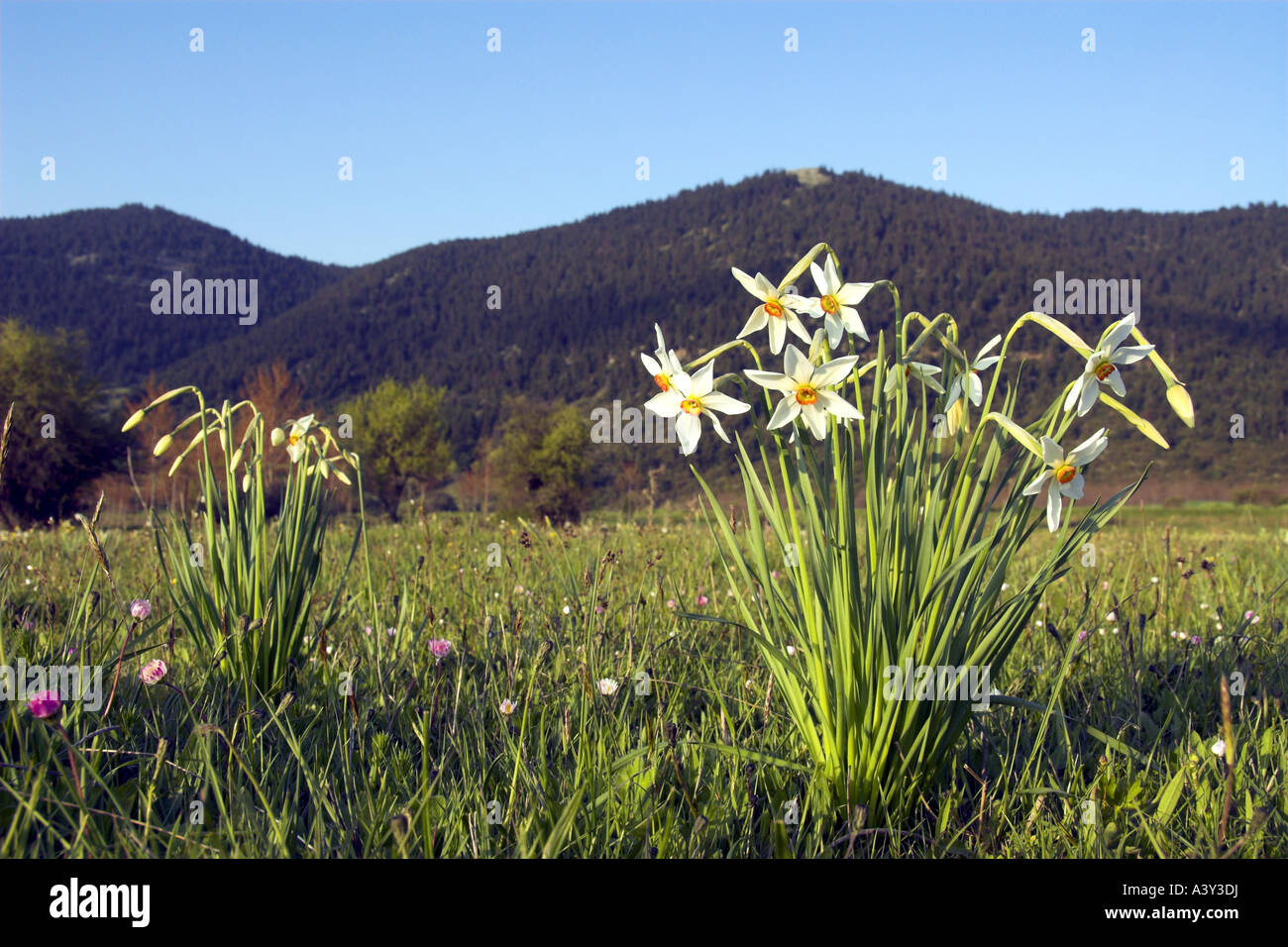 Il fagiano-eye daffodil, fagiano's-eye narciso, poeta narciso (Narcissus poeticus), nella luce della sera di fronte all mountain Foto Stock