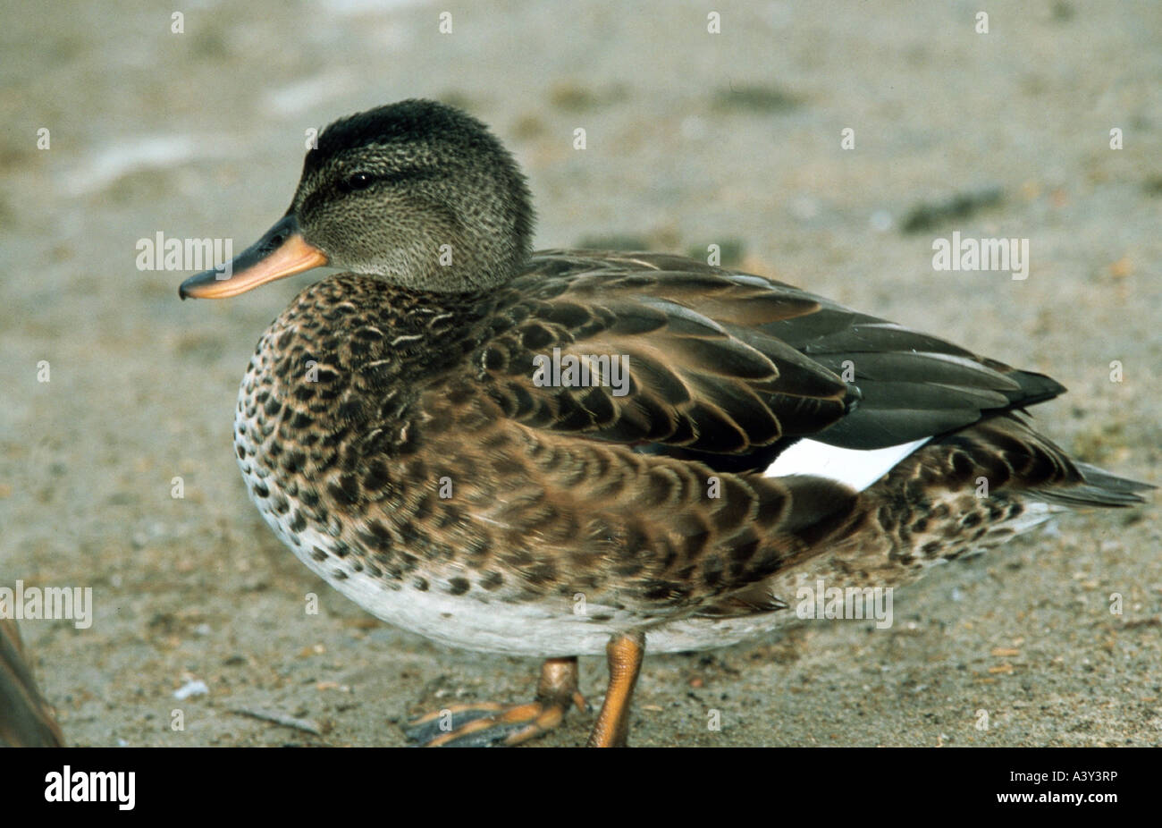 Zoologia / animali, uccelli / bird, canapiglia (Anas strepera), Camargue, distribuzione: Nord America, Europa, Asia, uccelli, anatre, un Foto Stock